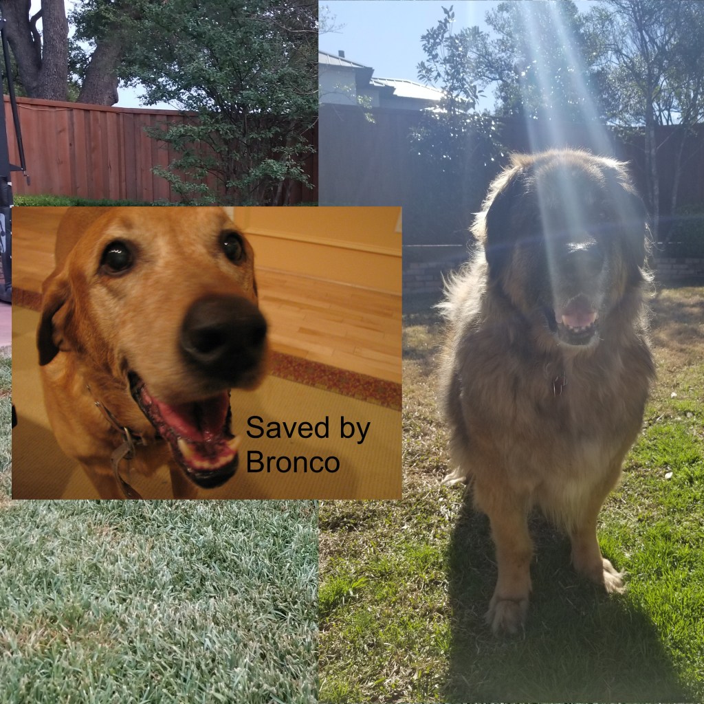 On the right our Labrador Baylor. On the left our Leonberger Bronco under a sun ray. Bronco may have saved Baylor when he sniffed our an oncoming insulin shock.