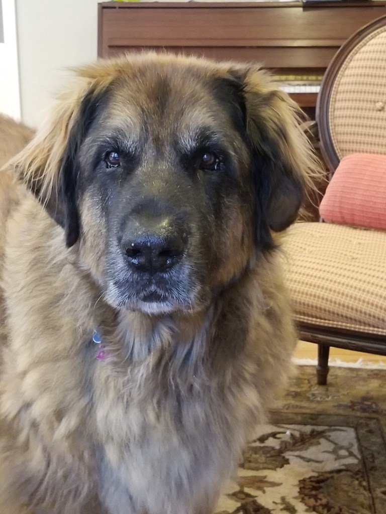 Our Leonberger Bronco and his confident look
