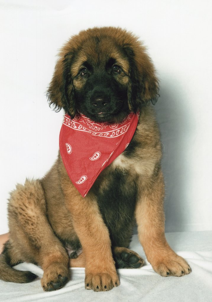 Our Leonberger Bronco at 3 months