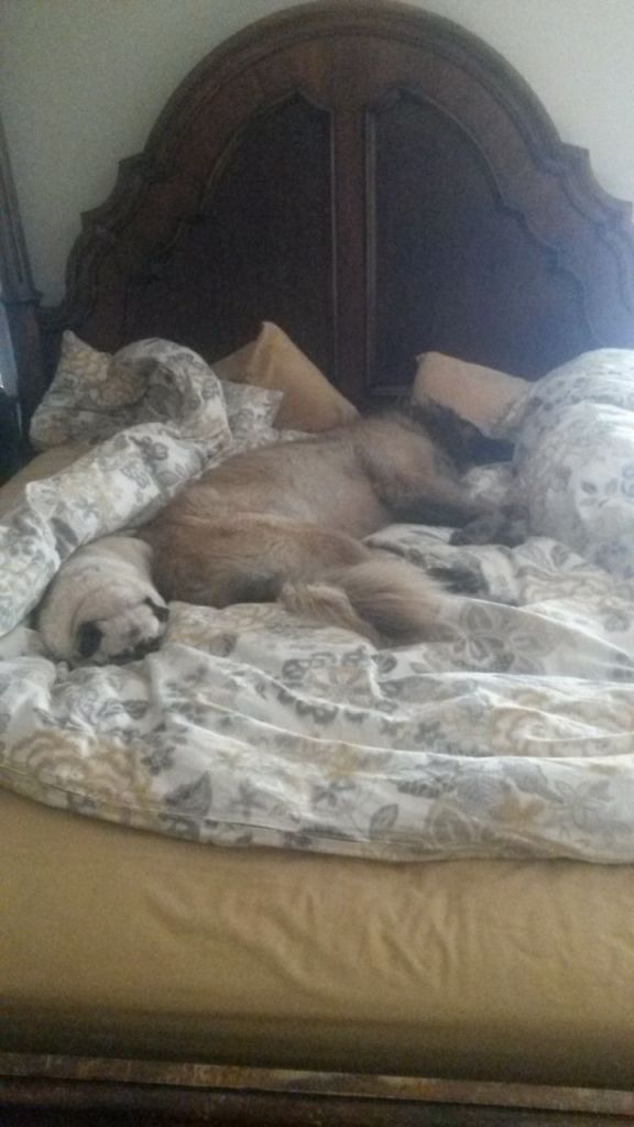 Dogs in our bed, including a giant breed. First they take your heart, then your bed.