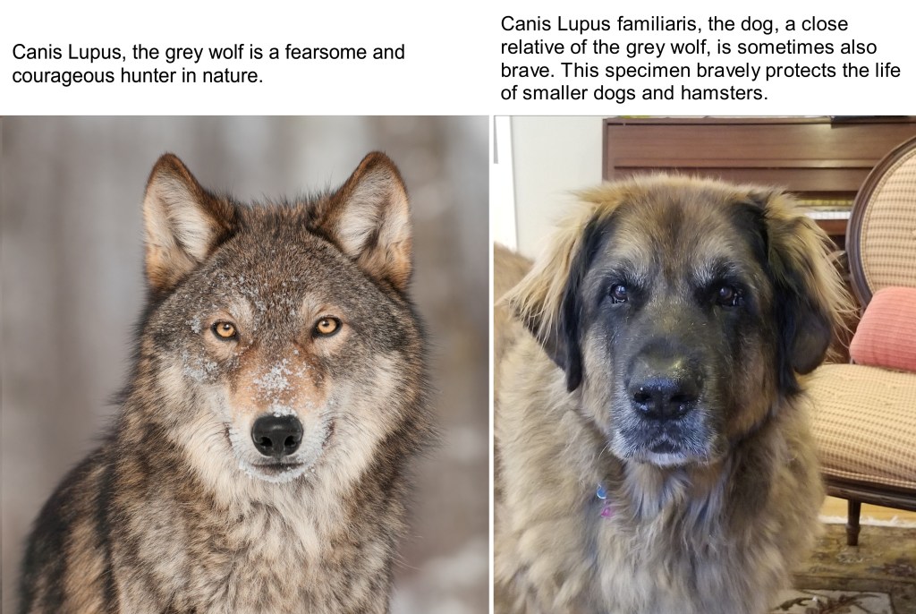 Canis Lupus left, Canis Lupus Familiaris right, the Leonberger kind. Both are very brave. Canis Lupus is brave hunter. This specimen of Canis Lupus Familiaris is a brave protector.
