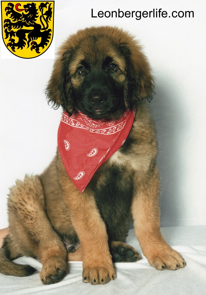 Photo of Bronco at three months old. You can trace his ancestry back 120 years. A lot of interesting Leonberger history happened in that time.