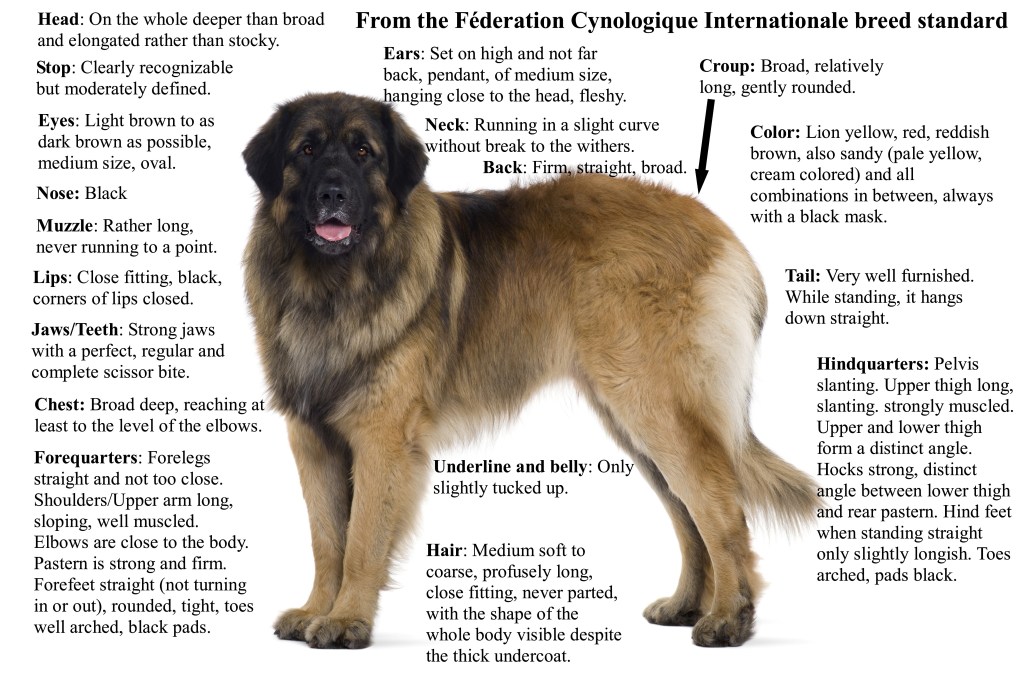 This image of a Leonberger summarizes the FCI Leonberger breed standard.