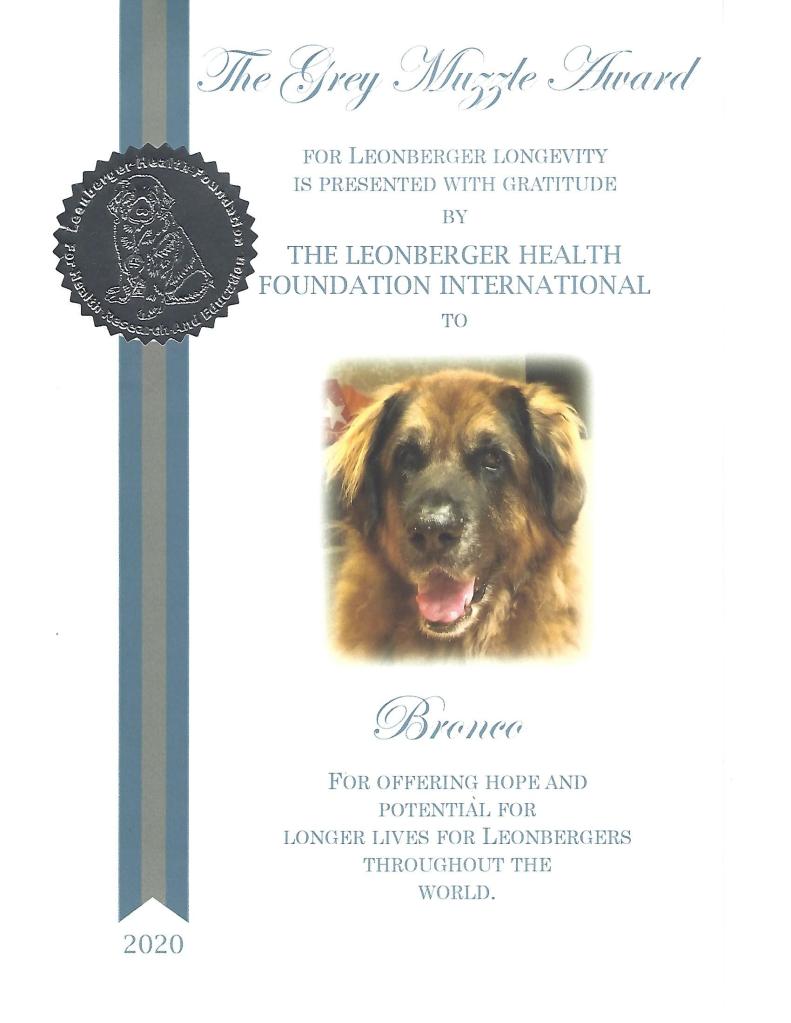 Leonberger's live on average 8-9 years. However, the Leonberger Health Foundation International is working hard to extend the lifespan of Leonbergers. They give an award to all Leonbergers who have survived passed their 12th birthday. The award is called the Grey Muzzle Award. Bronco's award reads: The Grey Muzzle Award, for Leonberger longevity is presented with gratitude  by the Leonberger Health Foundation International to Bronco for offering hope and potential for longer lives for Leonbergers throughout the world.