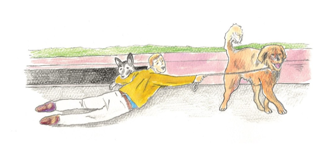 Our German Shepherd Baby in a storm drain. I am trying to pull her out while our Leonberger Bronco is pulling on the leash.