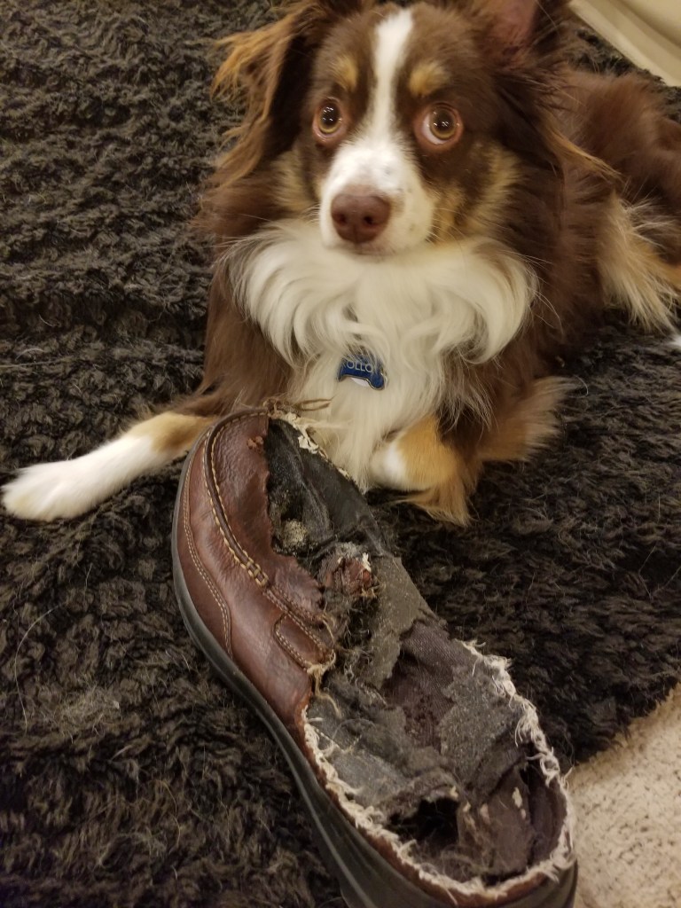 Our mini-Australian Shepherd with one of his creations, an artistically chewed up shoe.