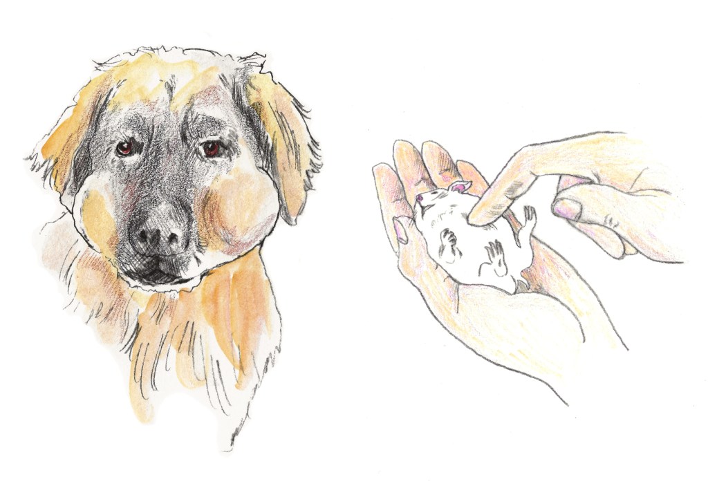 This is a drawing of our Leonberger with hamsters. Bronco was good at searching and finding run away Hamsters. His puffy cheeks are due to hamsters in his mouth and on the right a hamster is receiving CPR (it was successful). Click to read the story.