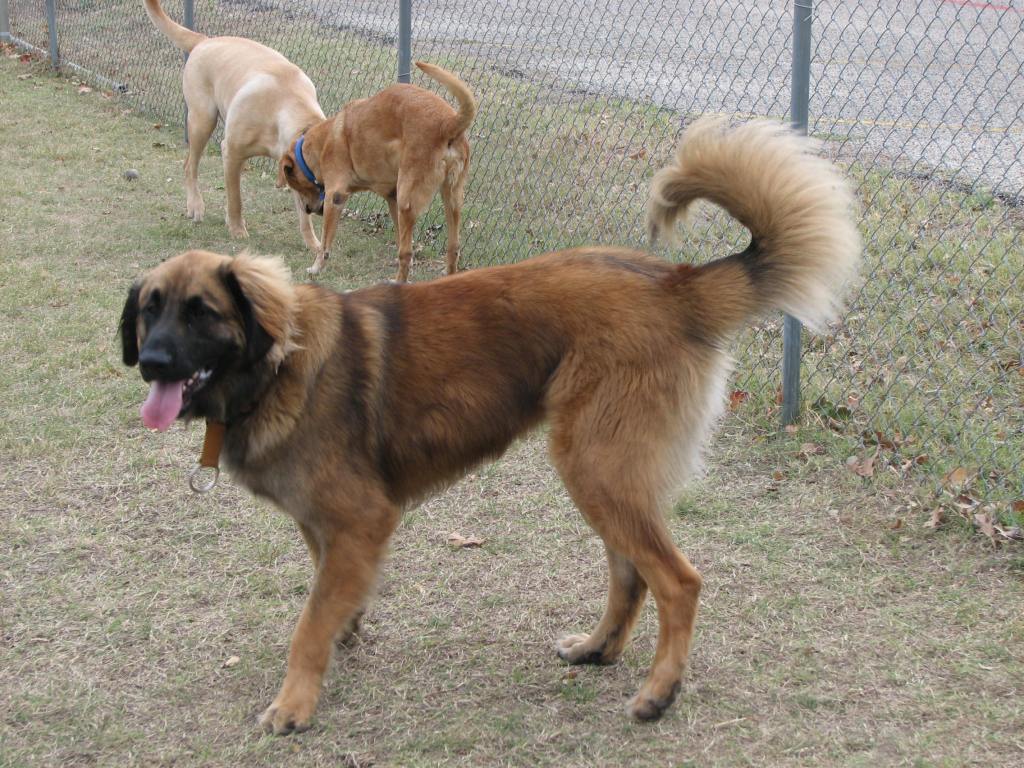 A photo of a young, gangly, not yet filled out Leonberger Bronco. However, despite his youth he was still entirely unafraid of thunder and lightning, it was not very frightening to him.