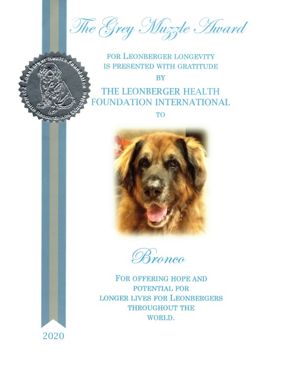 Bronco’s Grey Muzzle Award for Leonberger Longevity is Presented with Gratitude. It feature Bronco's face, and ribbon with platinum medal.