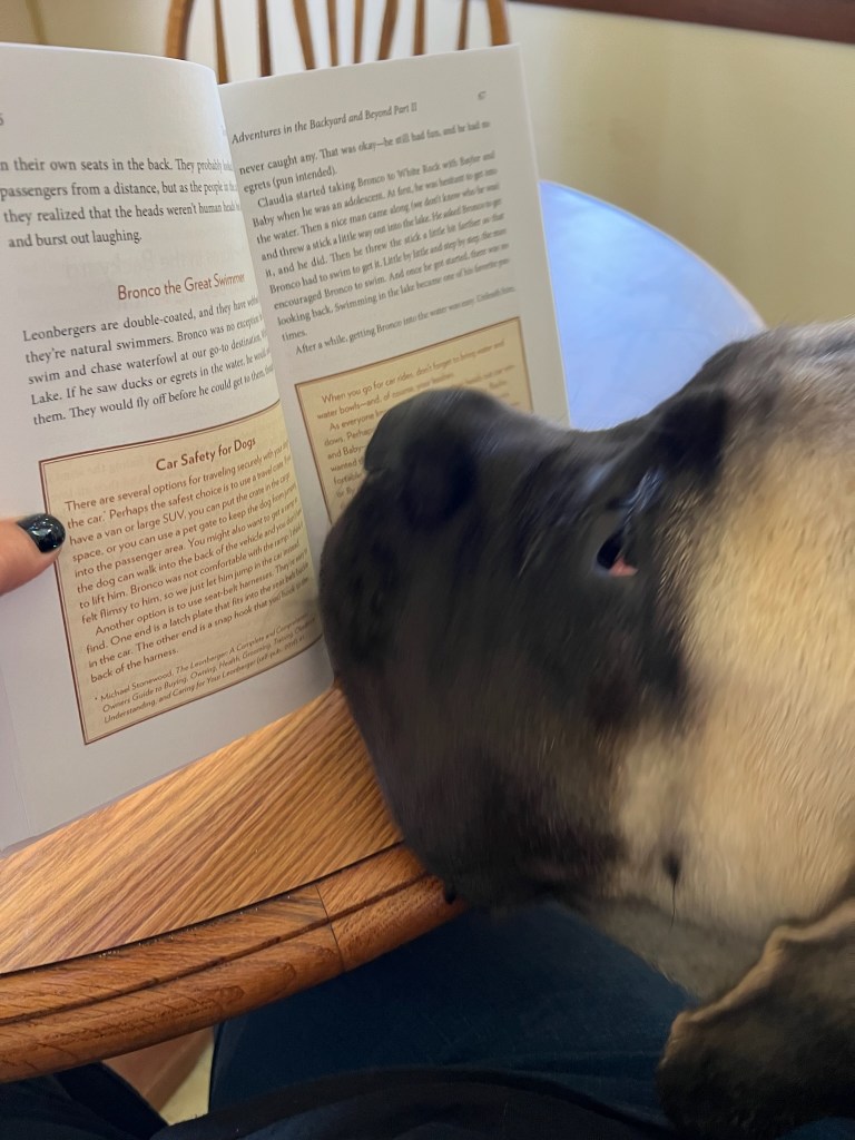 Photo of Sulley a young English Mastiff is reading my book. Sulley never knew Bronco but they would have loved each other.