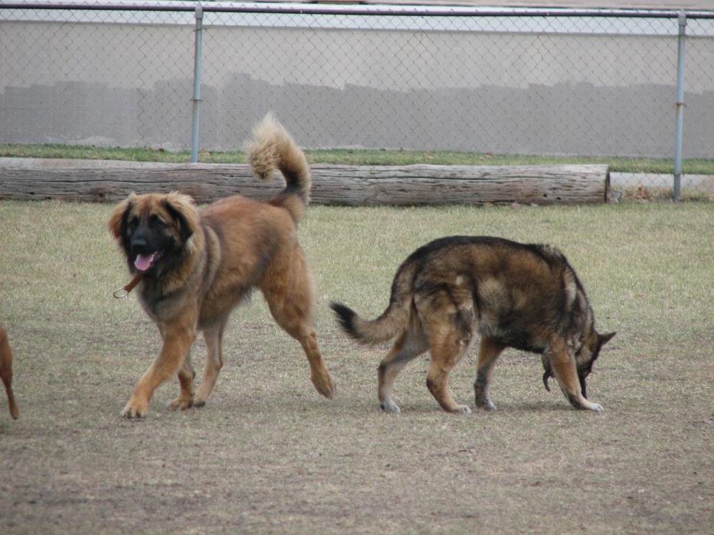 Photo of Bronco and Baby at the dog park. In the photo Bronco was almost one years old but did not quite look like a Leonberger yet. He needed a little bit more time to fill out.