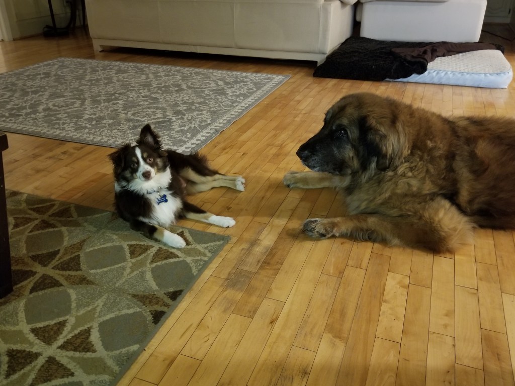 Photo of Rollo (mini-Australian Shepherd) and Bronco (Leonberger) two buddies.