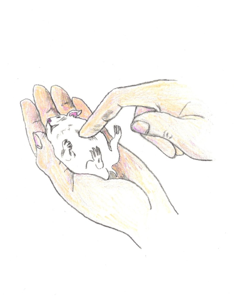 Drawing showing Claudia performing CPR on Hamster. They came back alive. Illustration by Naomi Rosenblatt.
