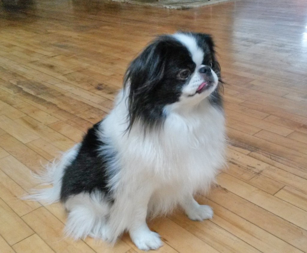 Photo Ryu a Japanese Chin. He is ready to sing or howl, whatever.