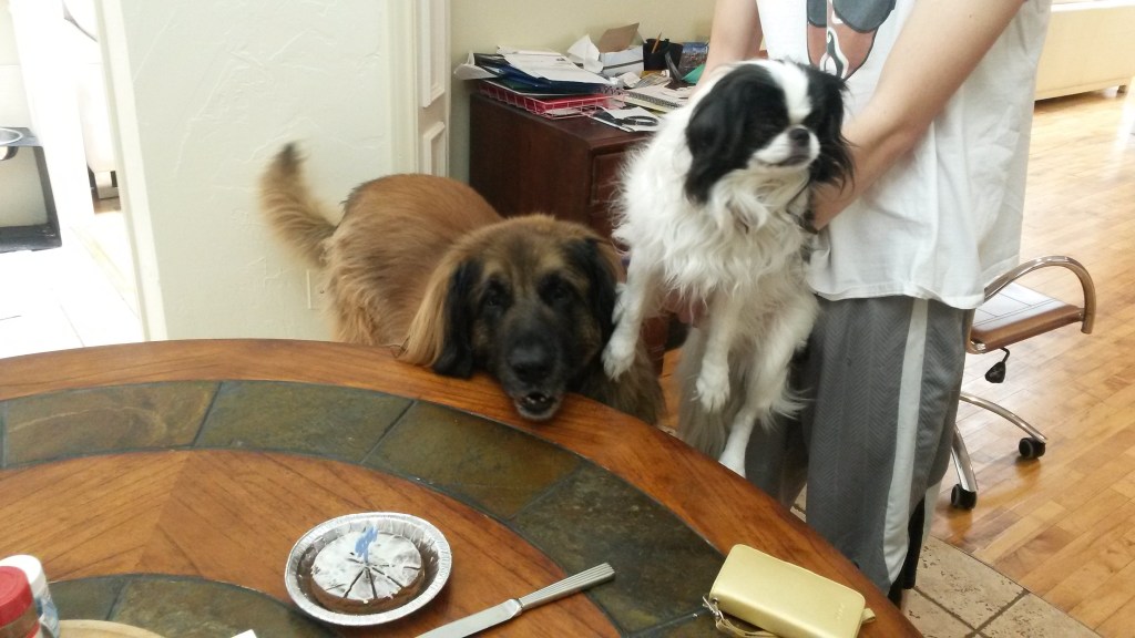 Photo of a table with a cake for the dogs and Bronco and Ryu are ready to eat.