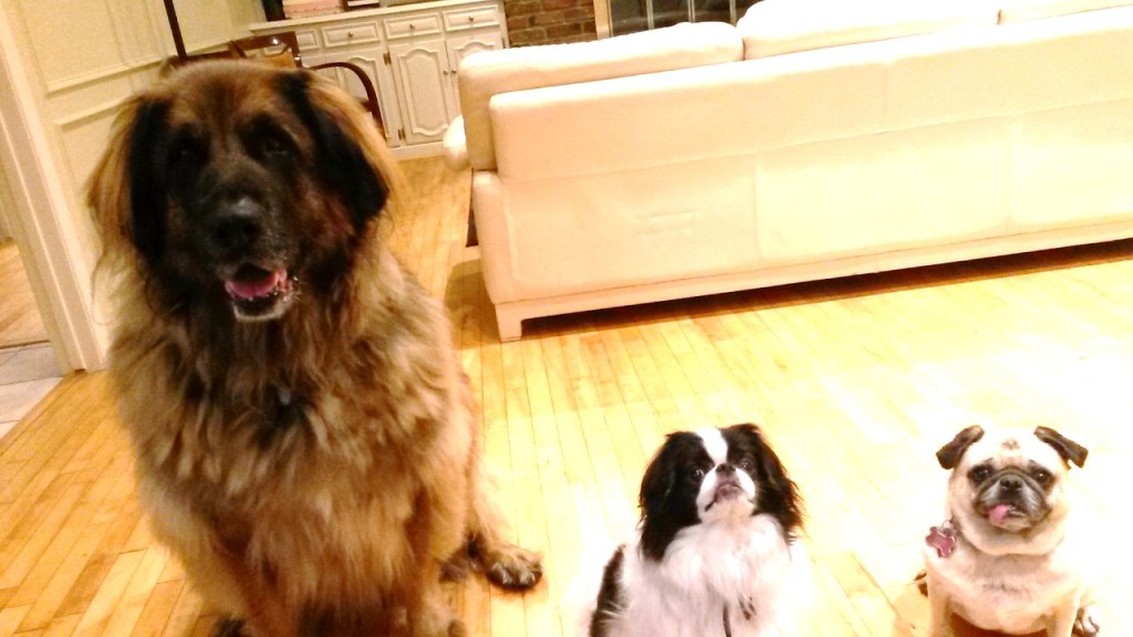 From left to right in photo; Bronco a Leonberger, Ryu a Japanese Chin, Daisy a Pug.