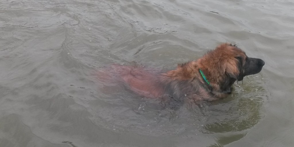 Photo of our Leonberger Bronco swimming in White Rock Lake. Click on the photo to read about Bronco’s swim adventures.