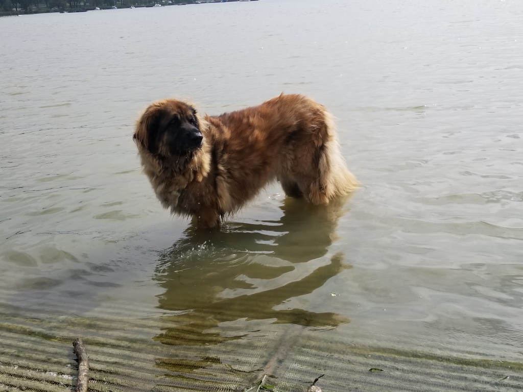 Photo of our Leonberger Bronco swimming in White Rock Lake. Click on the photo to read about Bronco’s swim adventures.