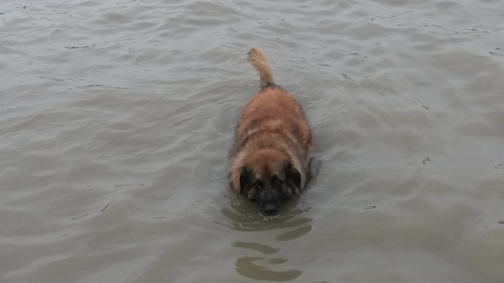Photo of our Leonberger Bronco swimming in White Rock Lake. Click on the photo to read about Bronco’s swim adventures.