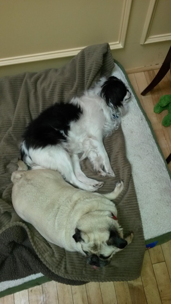 Photo of a Pug (Daisy) and a Japanese Chin (Ry) sleeping.
