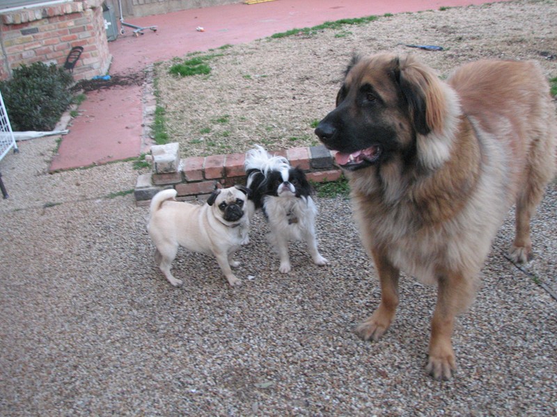 Left to right in photo, Daisy a Pug, Ryu a Japanese Chin, Bronco a Leonberger.