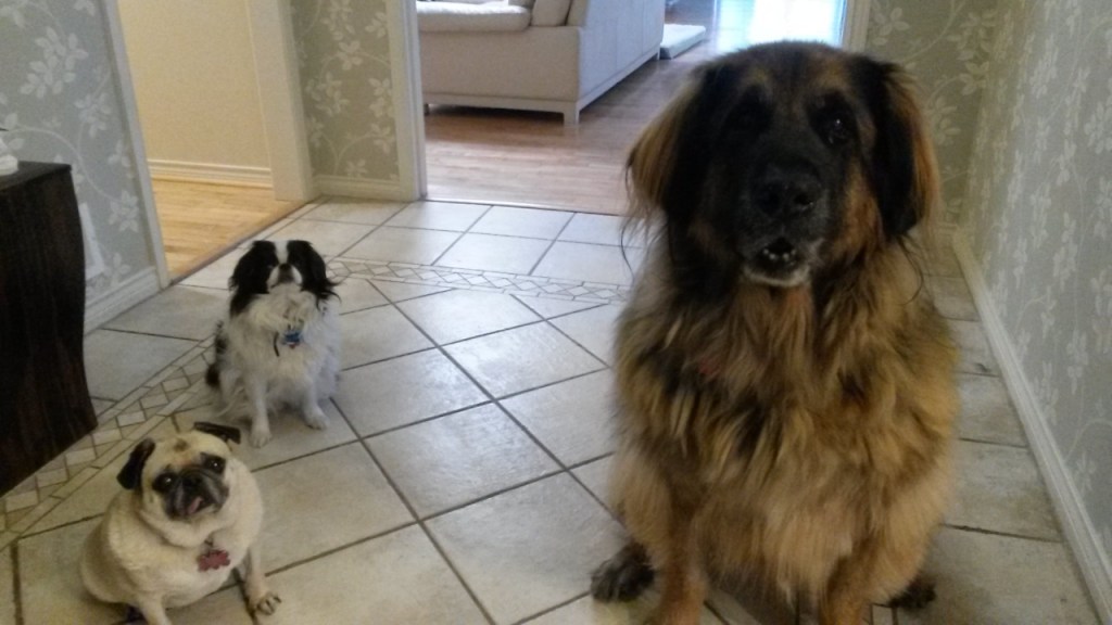 Left to right in photot Daisy (Pug), Ryu (Japanese Chin), and then our Leonberger Bronco.