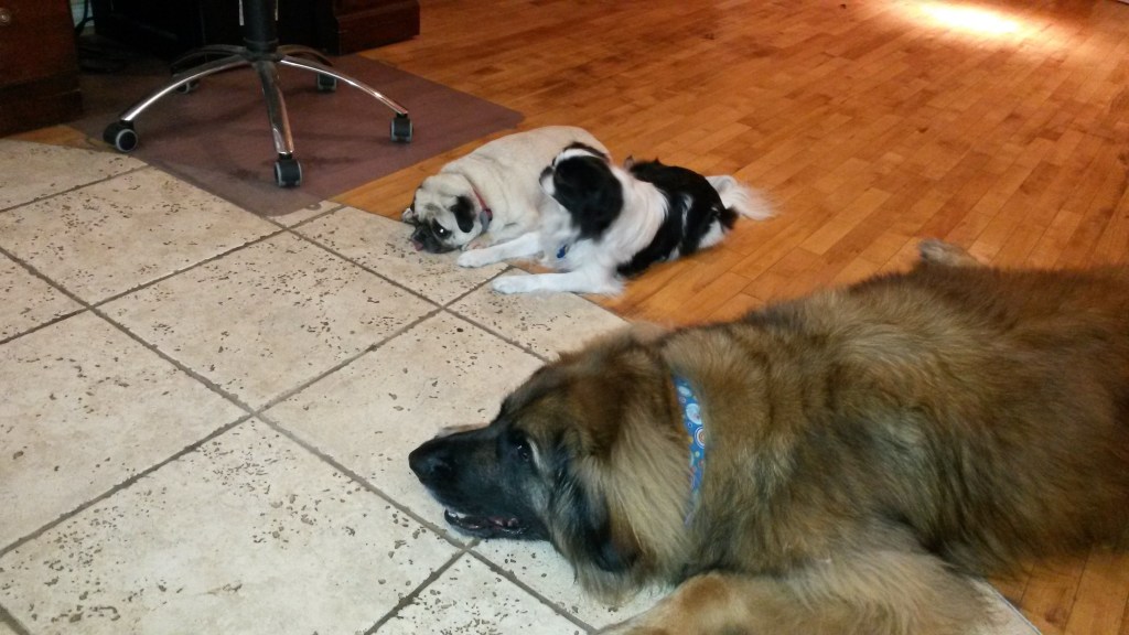Photo of three dogs resting thinking up mischief. Ryu a clever little dog enlisting big brother's help. Ryu is a Japanese Chin, Daisy a Pug, and Bronco a Leonberger.