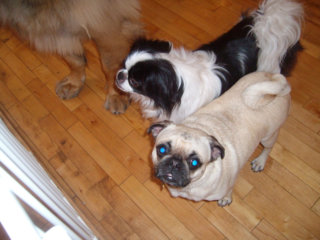 Photo of Ryu (Japanese Chin) and Daisy (Pug). Bronco our Leoberger is partially visible on the left.