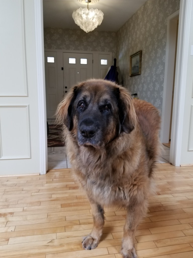 In this photo our Leonberger Bronco is eleven years old and standing in front of our hallway. Old age is starting to set in. In this photo he has already had squamous cell carcinoma a toe-skin cancer and he has amputated a couple of toes.