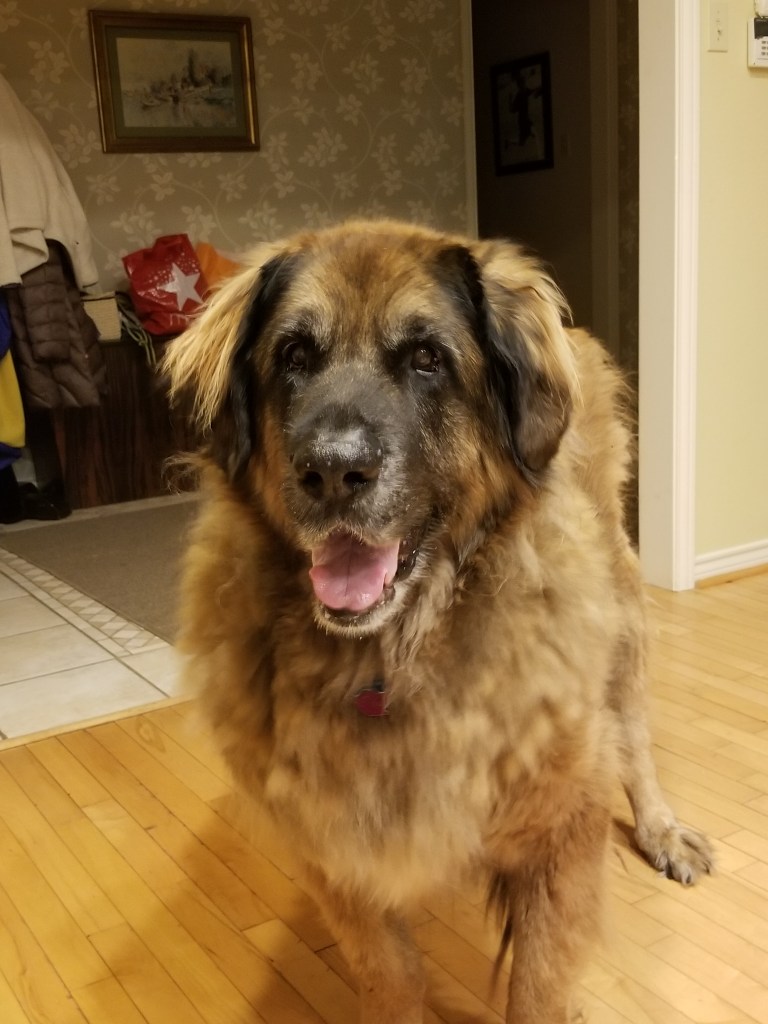 In this photo our Leonberger Bronco is eleven years old, looking a little bit scruff and getting grey hair.