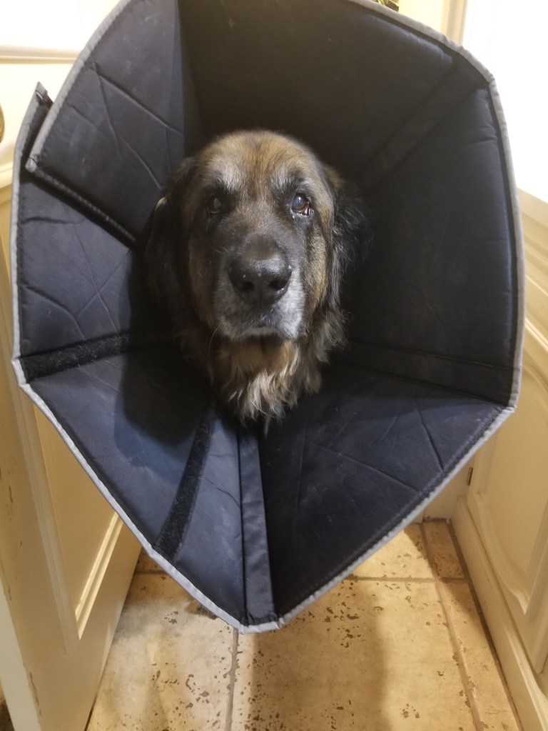 Photo of Bronco barging into the bathroom with his cone and all. He didn’t like being alone.