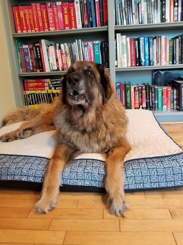 Among the last photos of Bronco. After this photo he passed away from a heart failure. He always had a heart of gold but even hearts of gold don’t last forever.