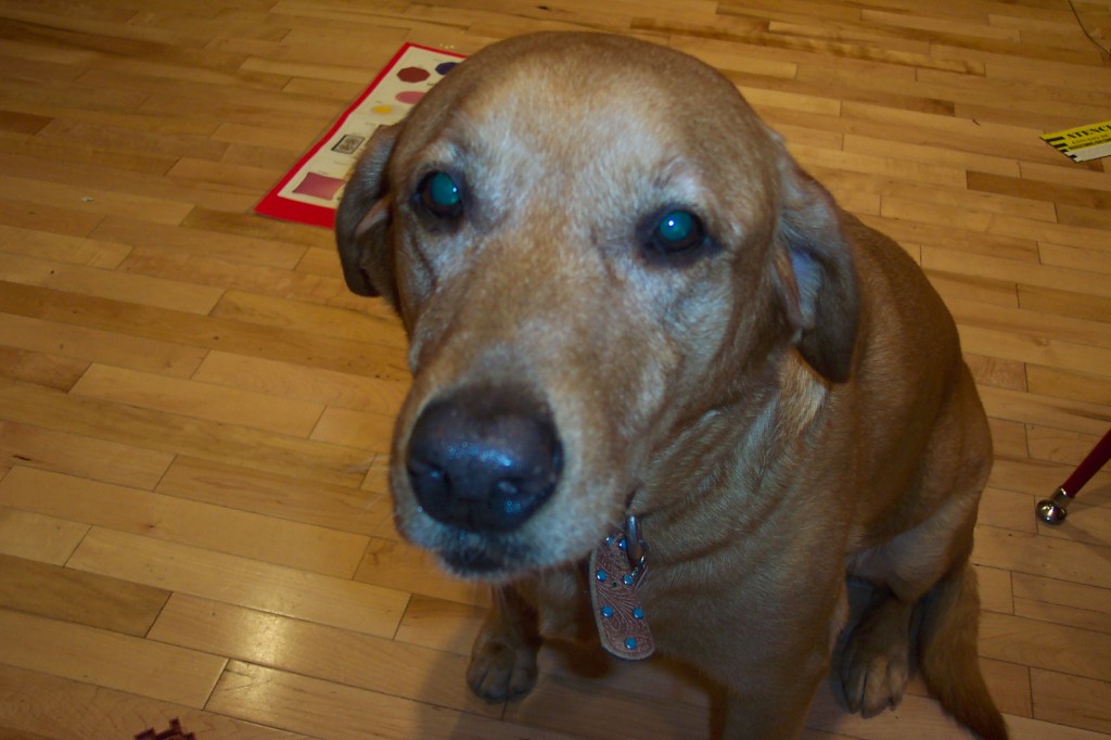 Photo of Baylor our Labrador