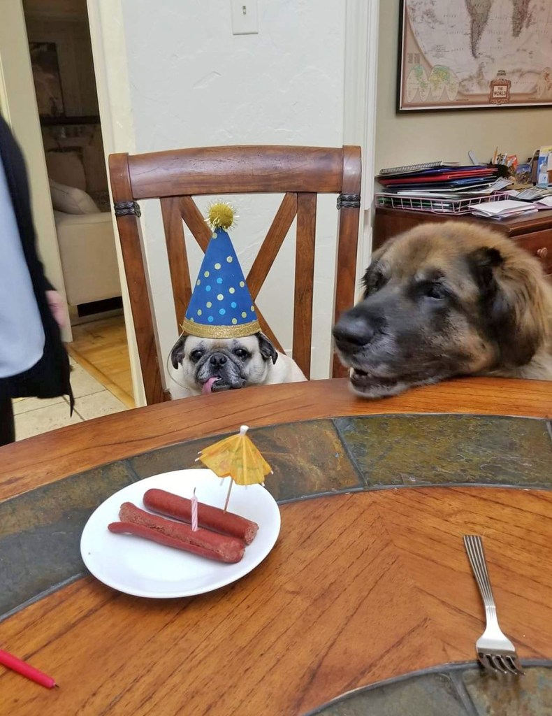 Photo of Daisy our pug from four years ago when she had her 10th birthday. We had our Leonberger Bronco then and he is right next to her. They had hot dogs back then.