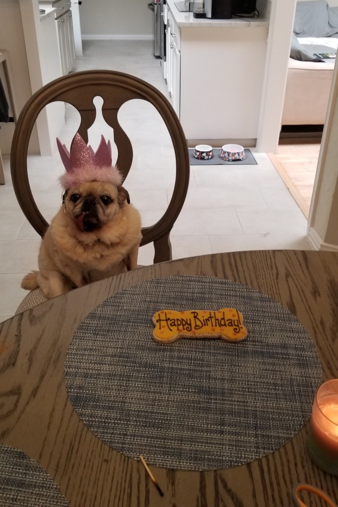 Photo of our Pug Daisy with her princess crown and Happy Birthday Cookie.