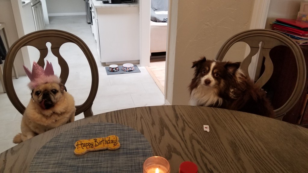 Photo of our Pug Daisy and her brother Rollo a mini-Australian Shepherd. They are sharing the Happy Birthday Cookie.