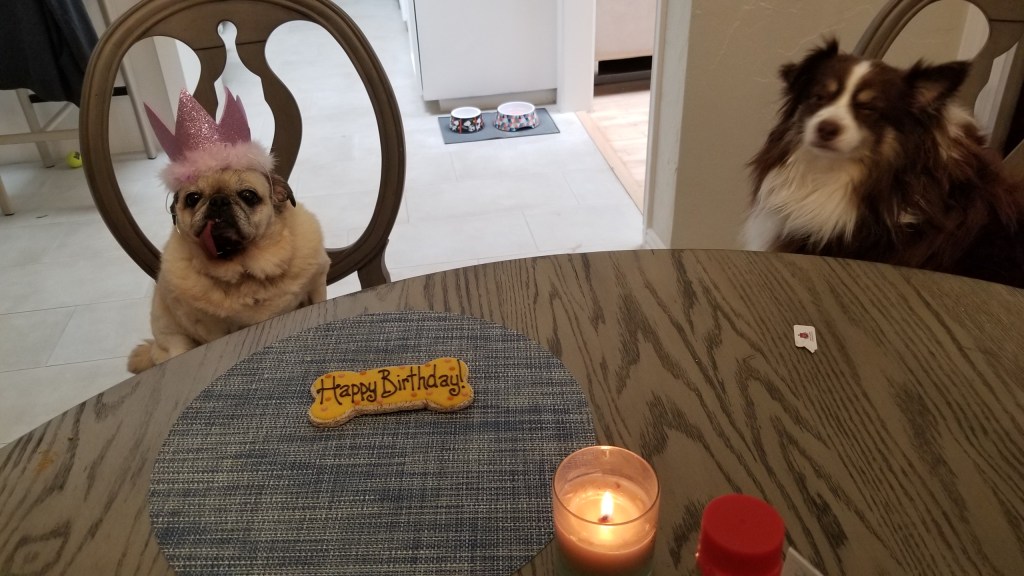 Another photo of our Pug Daisy and her brother Rollo a mini-Australian Shepherd. They are sharing the Happy Birthday Cookie.