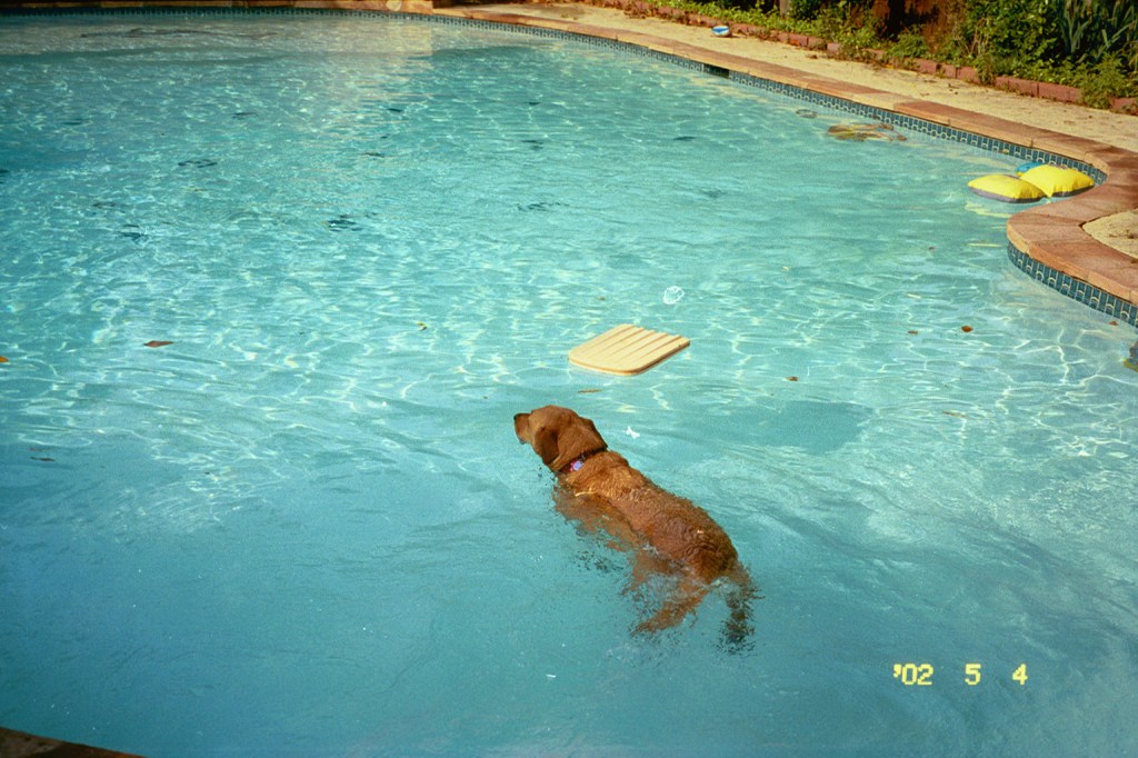 Photo of our Labradir swimming in our in-laws swimming pool.