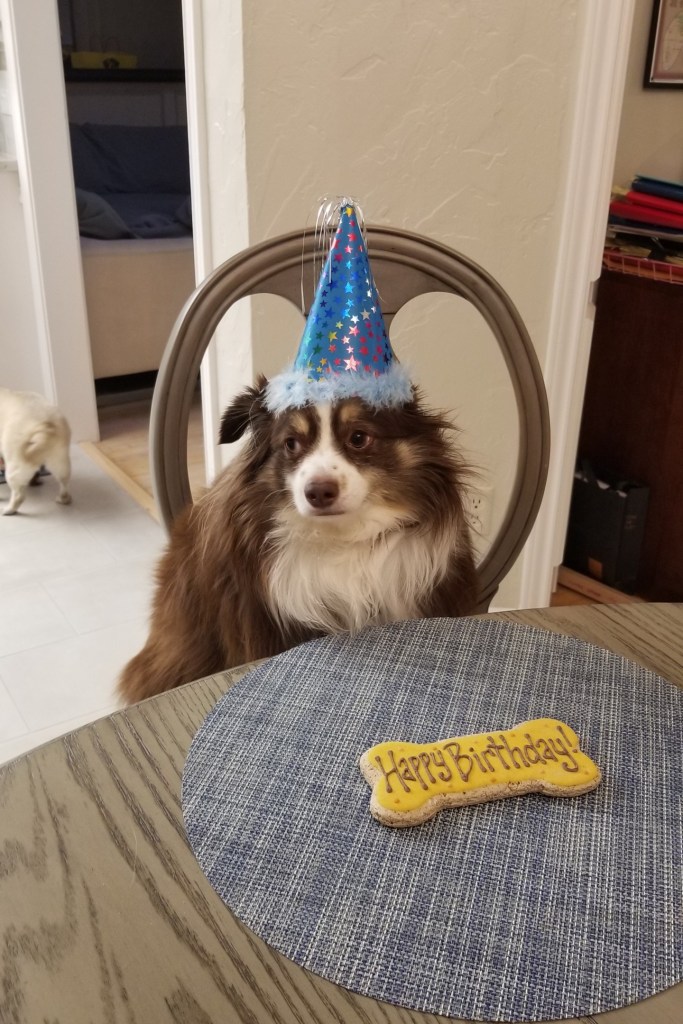 This is a photo of our mini-Australian Shepherd Rollo. It is his birthday so he has a birthday hat on. Rollo did not like the hat, so he took it off right away.