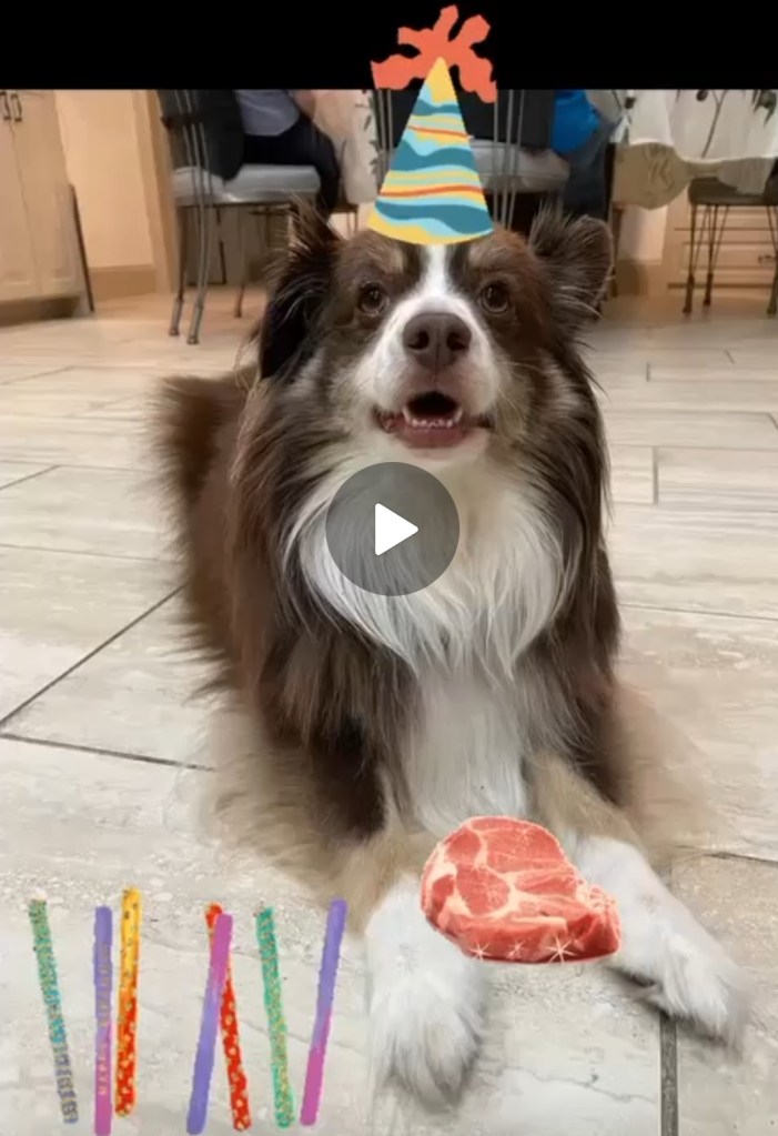 Edited photo of Rollo our mini-Australian Shepherd. He has a hat on, a steak, and candles. It is Rollo’s 4th birthday.