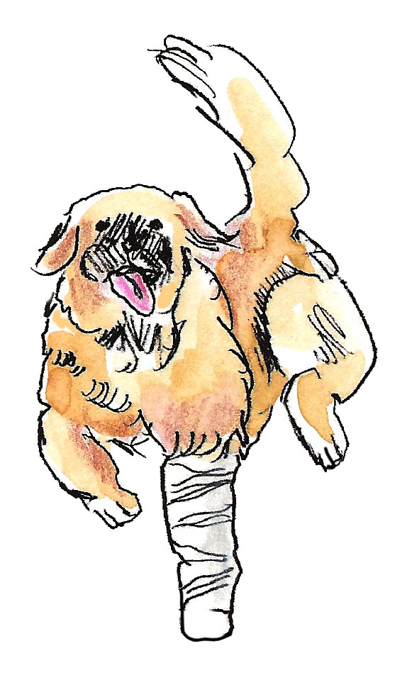 Illustration by Naomi Rosenblatt showing a Leonberger running wearing full leg cast.
