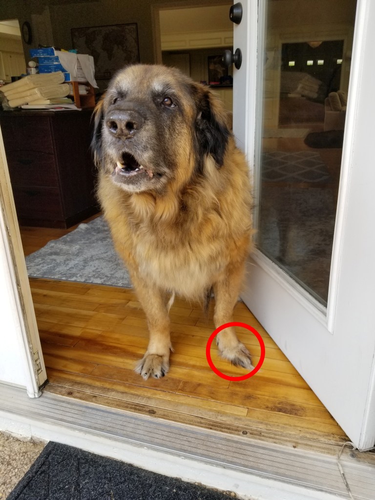 Photo of an agitated Bronco standing guard at the back door. Note the missing toe on his left (your right) front paw. It is enclosed by a red circle.