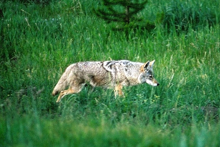 Photo of a coyote taken on our younger son’s class trip to Yellowstone. Very green grass with a coyote in the middle.