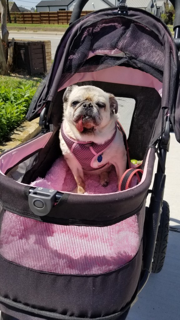 Photo of a pug (Daisy) in a pet stroller