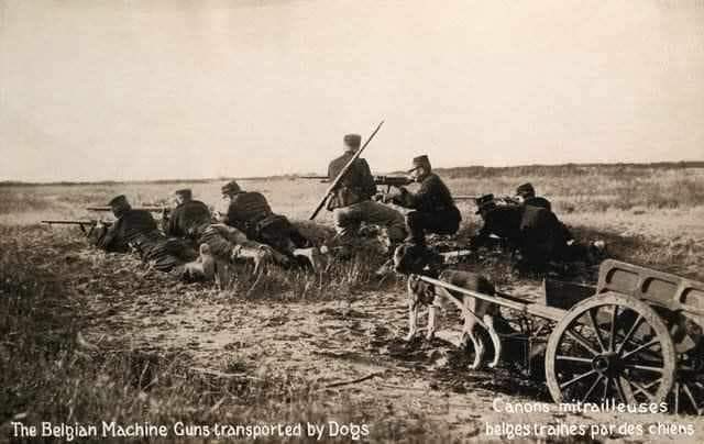 Photo of a Leonberger pulling a cart with guns and ammunition
