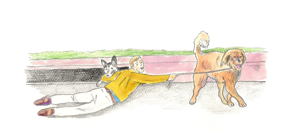 Illustration showing that Bronco had pushed our German Shepherd into a storm drain. I am trying to drag/lift the German Shepherd out of the storm drain while holding onto a misbehaving Bronco.