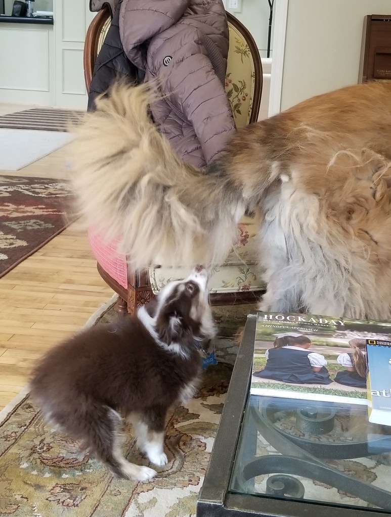 Photo of our mini-Australian Shepherd Rollo jumping up and biting the tail of our Leonberger Bronco.