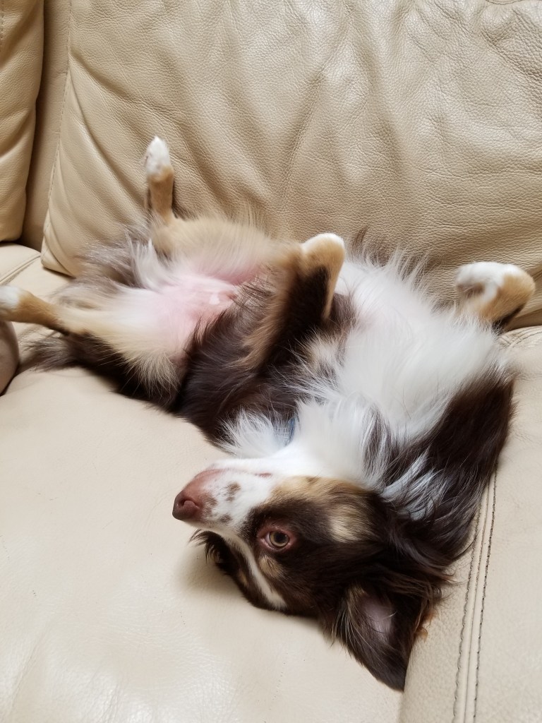 Photo of our mini-Australian Shepherd Rollo lying on his back in the sofa wanting a belly rub.