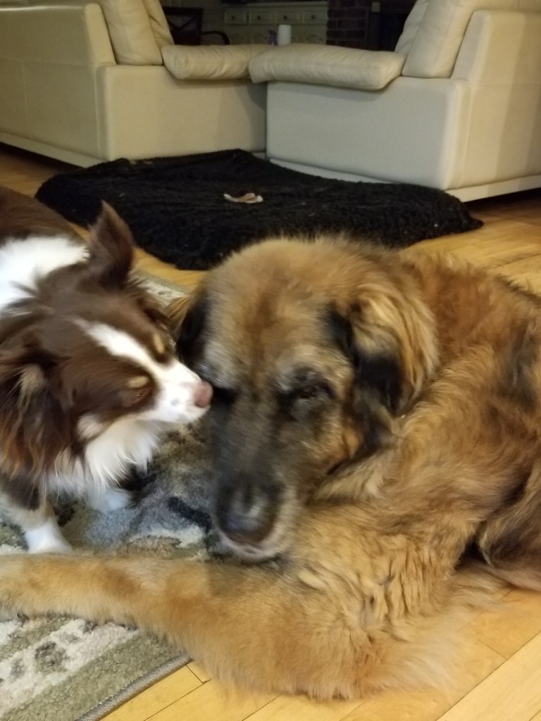 Another photo of our mini-Australian Shepherd Rollo kissing our Leonberger Bronco.

