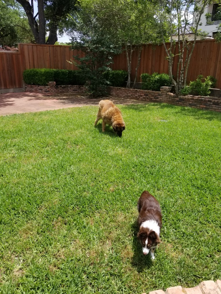 Photo of our mini-Australian Shepherd Rollo and our Leonberger Bronco in our backyard, both of them walking on the green grass.